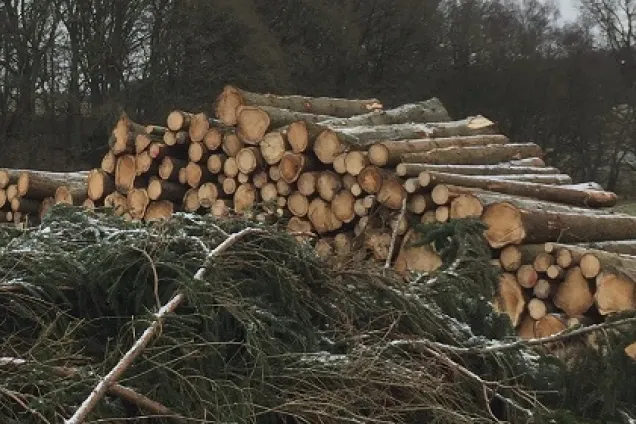Trästockar i skogen. Foto.